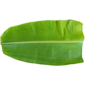 Banana Leaves 1stk. (F)