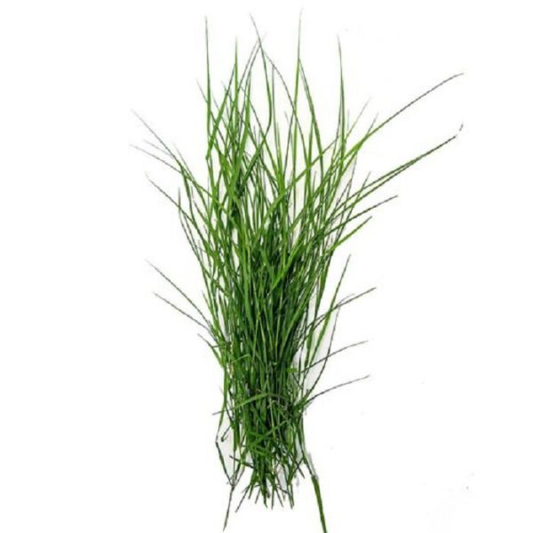 Dhurva (approx. 20g)