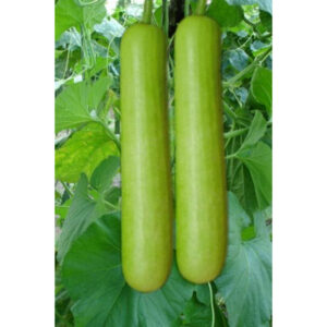 Lauki (Bottle Gourd) 1stk (F)