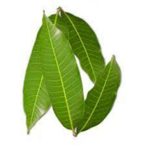 Mango leaves (5stk) 1pkt (F)