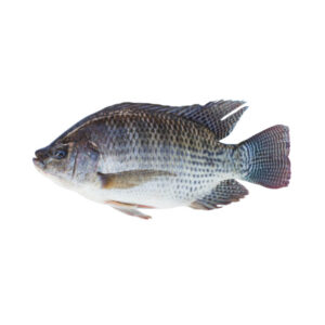 Tilapia 1kg *