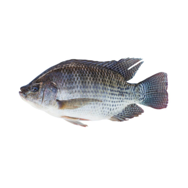 Tilapia 1kg *