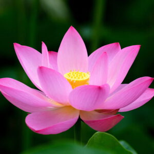 Lotus Flower 1stk. (F)