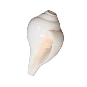 Vamavarti Shankh (Length:10cm)